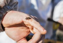 Anafilaksa – po život opasna alergijska reakcija