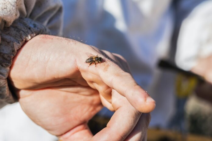 Crop beekeeper with bee on finger